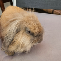 Coniglio Mini Lop nano femmina a pelo lungo