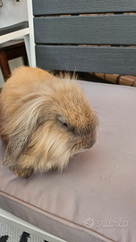 Coniglio Mini Lop nano femmina a pelo lungo