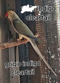 Parrocchetto dal collare cleartail