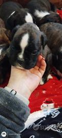 Cucciol di boxer