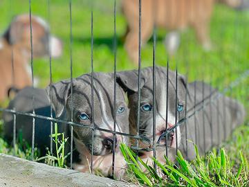 Amstaff blu occhi blu pedigree enci