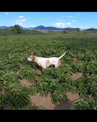 Pointer