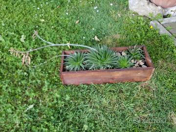piante grasse