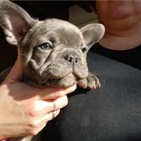 Bulldog francesi