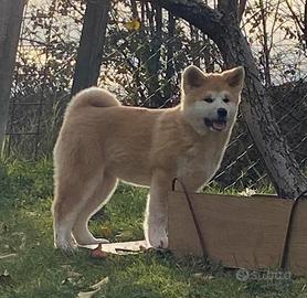 Cuccioli di Akita inu