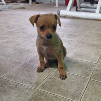 Cagnolino in adozione