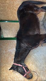 Cavalla adatta a principianti