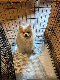 Spitz di Pomerania fulvo