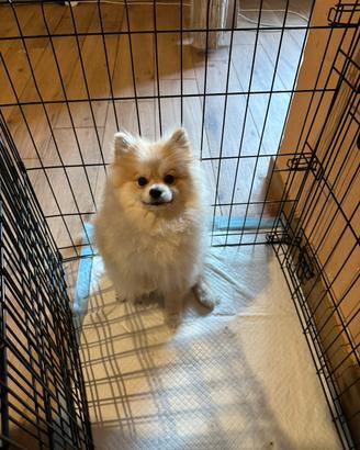 Spitz di Pomerania fulvo
