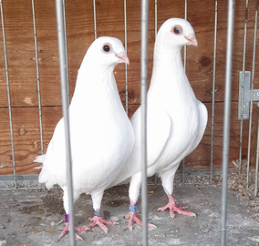 Colombi altovolanti di Csepel