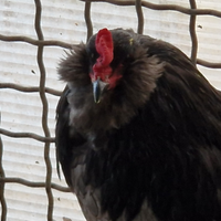 Gallo araucana blu