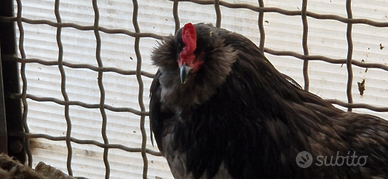 Gallo araucana blu