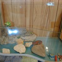 acquario per tartarughe 