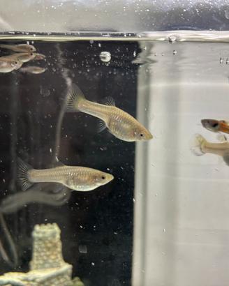 Guppy