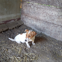 Cane Jack rassel