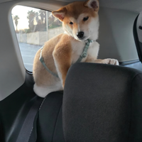 Shiba inu "Red "