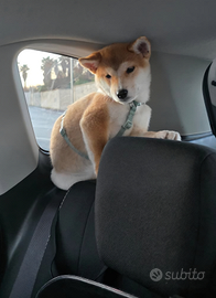 Shiba inu "Red "