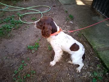 Springer spaniel - Animali In vendita a Roma
