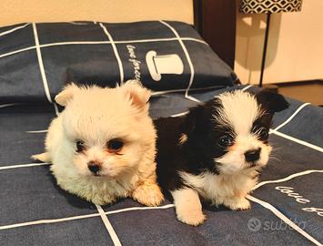 Cuccioli Maltese/Chihuahua