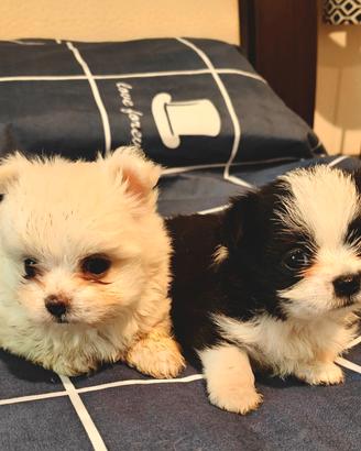 Cuccioli Maltese/Chihuahua