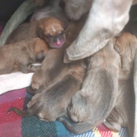 Cuccioli da seguita - Segugio Fulvo x Porcelaine