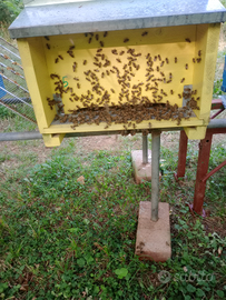 Famiglia di api, apicoltura