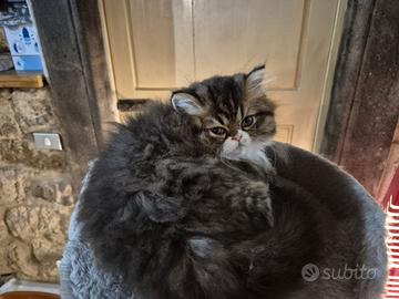 Meraviglioso gatto persiano