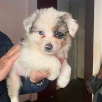 Cuccioli australian shepherd