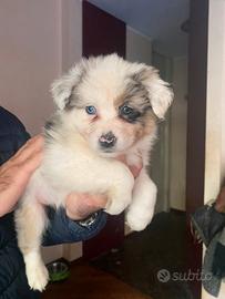 Cuccioli australian shepherd
