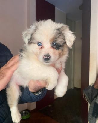 Cuccioli australian shepherd
