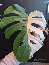 Monstera Deliciosa Variegata 