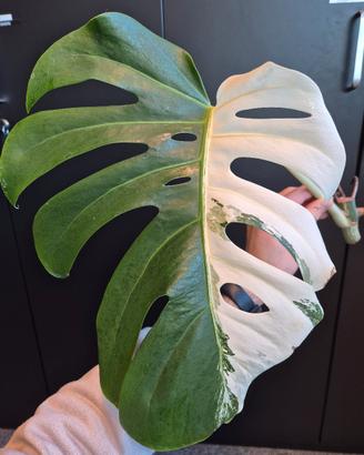 Monstera Deliciosa Variegata 