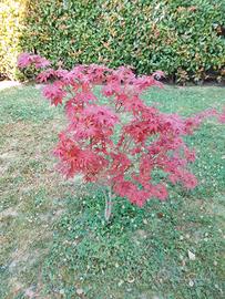 Bonsai acero giapponese 
