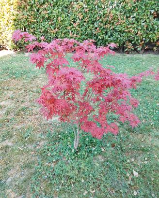 Bonsai acero giapponese 