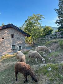 Montone