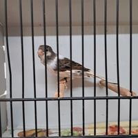 Canarini da canto timbrado spagnolo