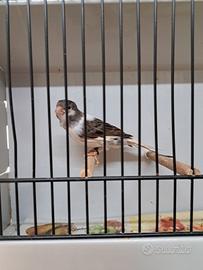 Canarini da canto timbrado spagnolo