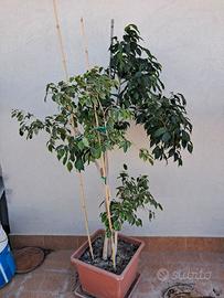 Alberello pianta picus