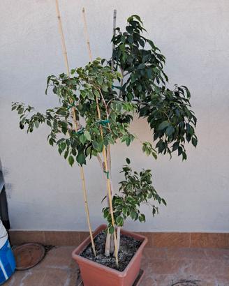 Alberello pianta picus