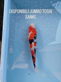 Carpe koi jumbo tosai sanke