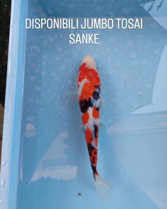 Carpe koi jumbo tosai sanke