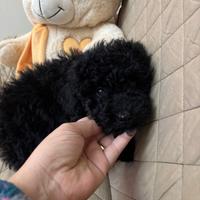 Cucciolo di barboncino