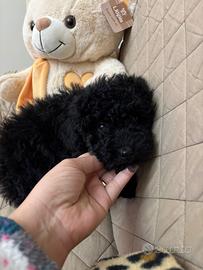 Cucciolo di barboncino