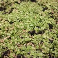 Semi prato acquario e fertilizzante consegnaVELOCE