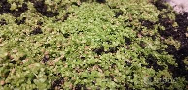 Semi prato acquario e fertilizzante consegnaVELOCE