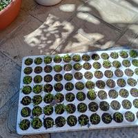 Semi di prezzemolo o.t.t.i.m.a. qualità, anno 2023