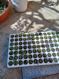 Semi di prezzemolo o.t.t.i.m.a. qualità, anno 2023