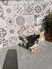 Pulcinotti nero picchettato