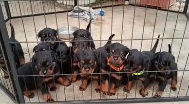 Cuccioli rottweiler