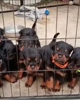 Cuccioli rottweiler